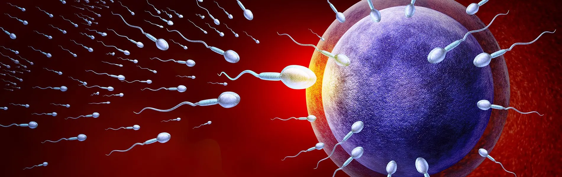 How many sperm are needed for pregnancy?